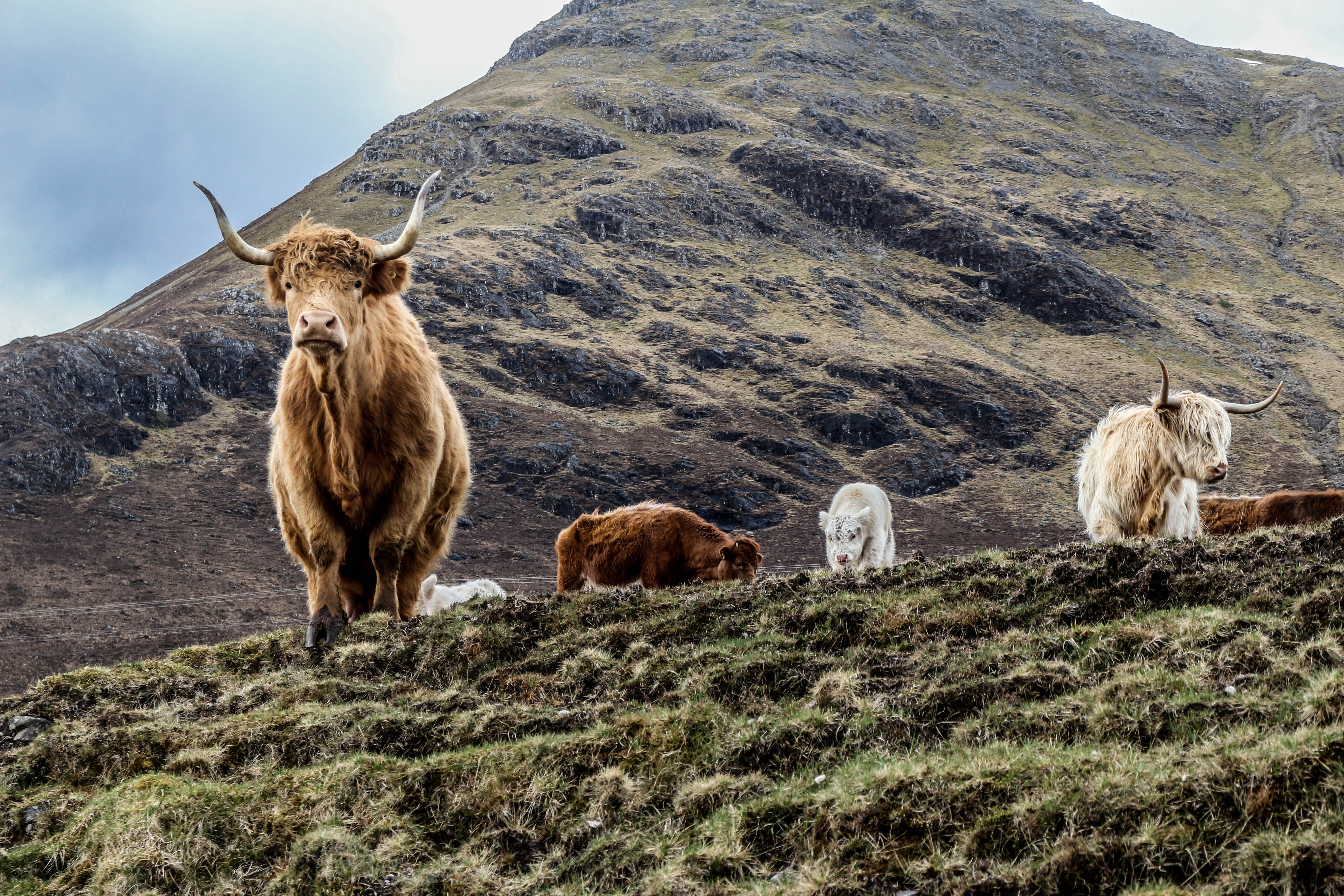 Ici, nous sommes sur le territoire des vaches Highland. On les repère facilement avec leurs grosses cornes et leurs longs poils qui leur permettent de résister à des conditions climatiques dures (froid, neige...).  C'est une race très ancienne ! Photo : Lucie Martin